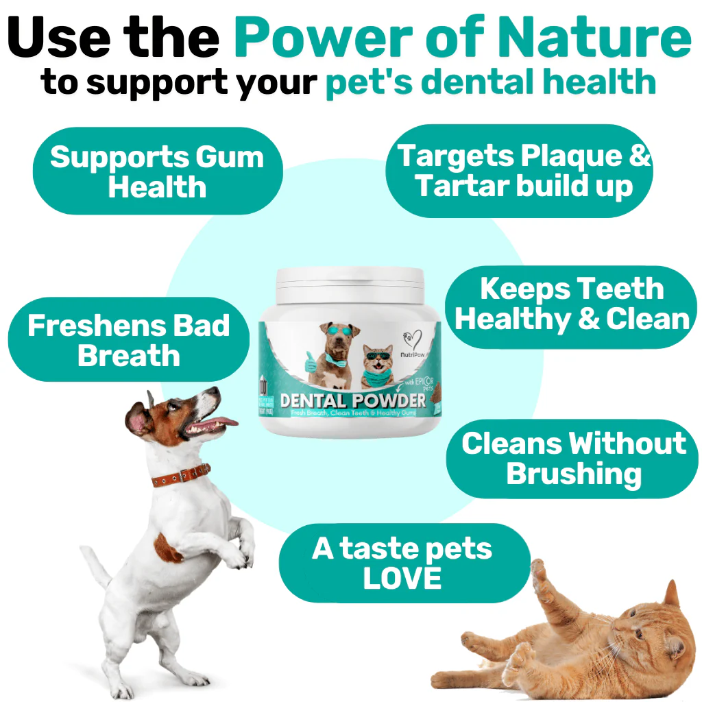 Gut & Teeth Powder Kit - Image 6