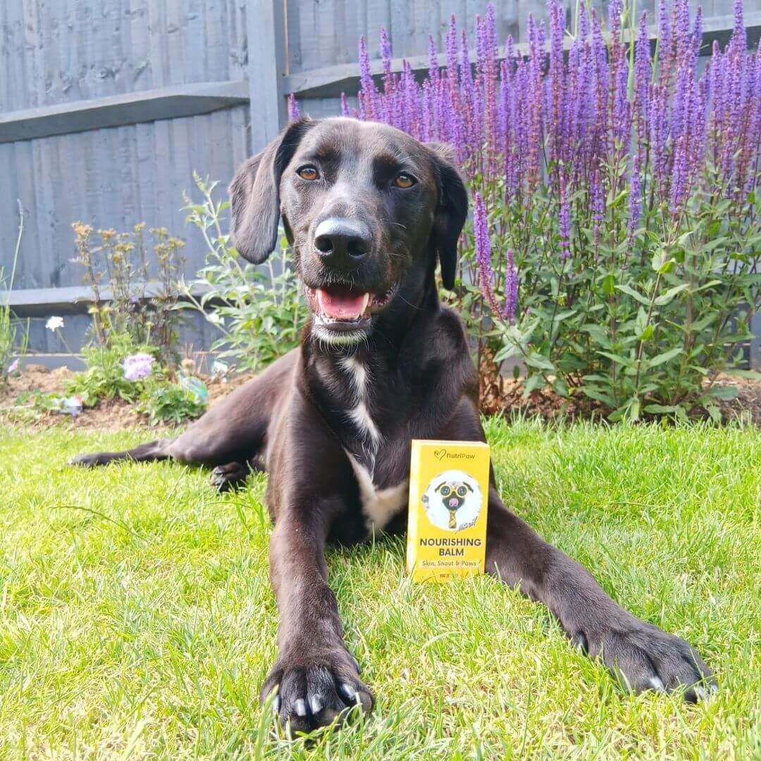 Itchy Dog Kit - Image 15