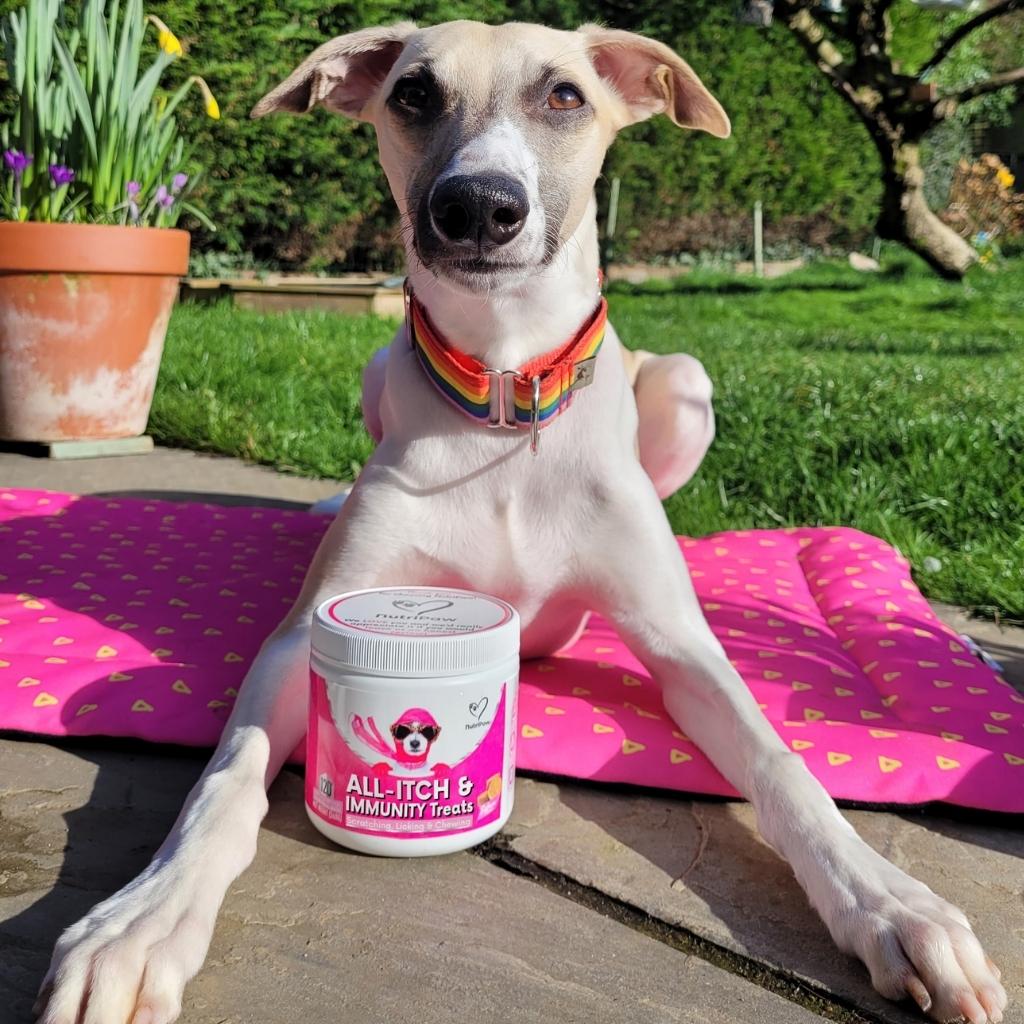 Itchy Dog Kit - Image 7